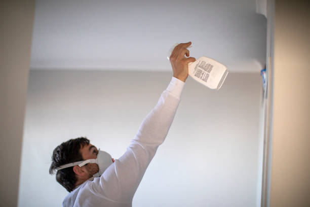 Best Black Mold Removal  in Munhall, PA