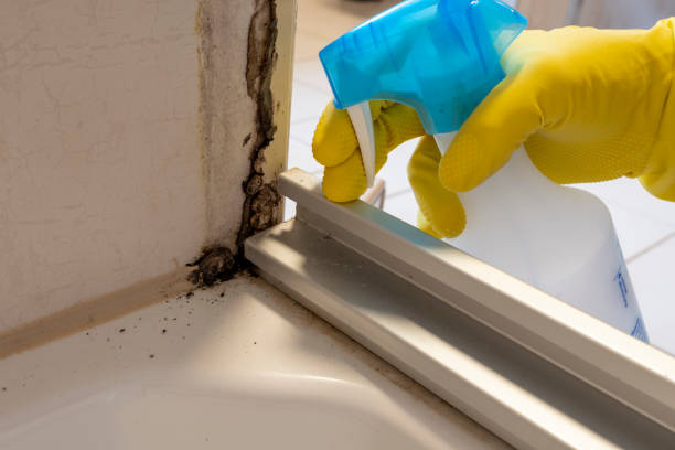 Office Mold Removal Services in Munhall, PA