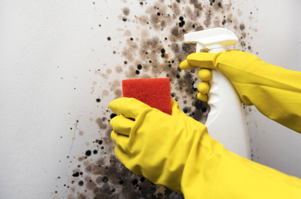 Best Fast Mold Removal  in Munhall, PA