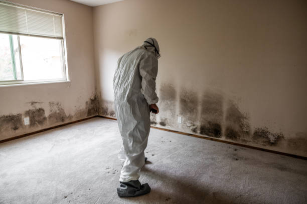 Best Emergency Mold Removal  in Munhall, PA