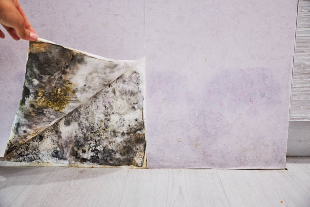 Best Certified Mold Removal  in Munhall, PA